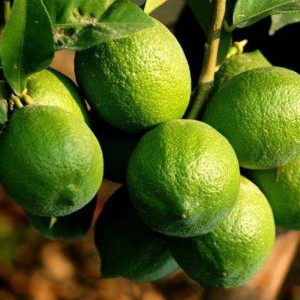 10pcs/bag Delicious Fruit Lemon Trees Planted Seeds Garden Easy Planting Seed